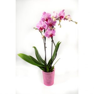 Črepníková orchidea
