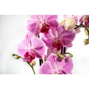 Črepníková orchidea